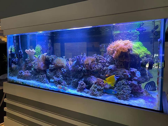 island saltwater reef aquarium