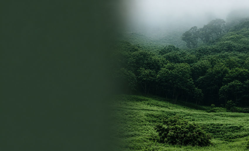 forest background