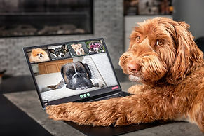 Certificat Enseignement et de connaissances