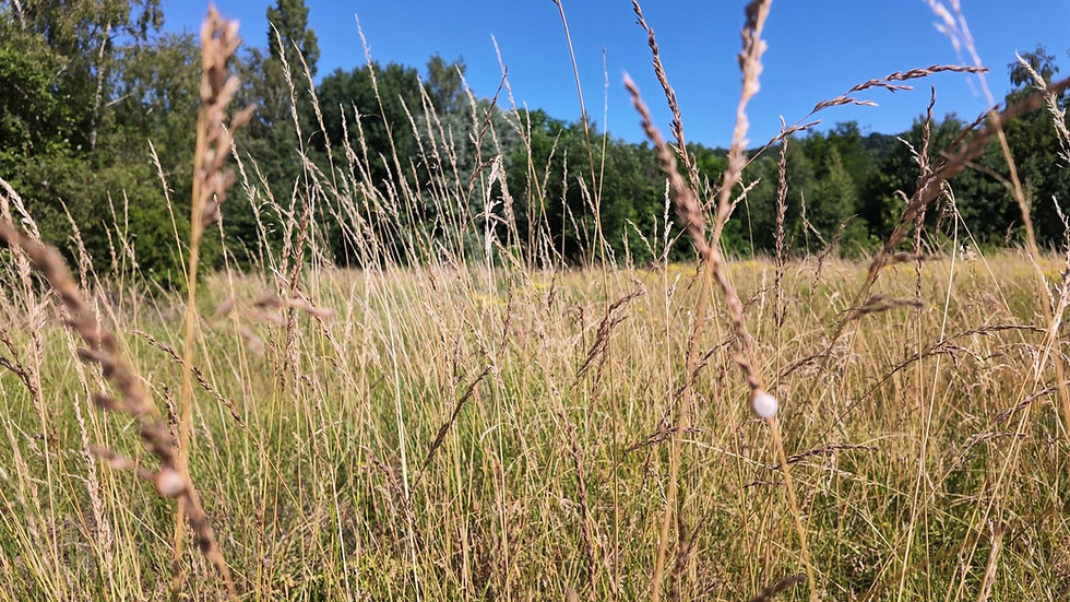 Activité pédagogique en extérieur