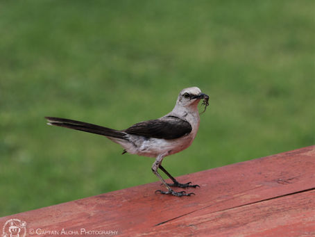 1 Timoteo 4 ~ 1 Timothy 4