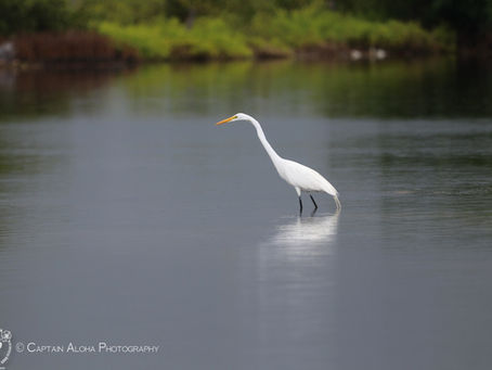 Simply Give Out the Word