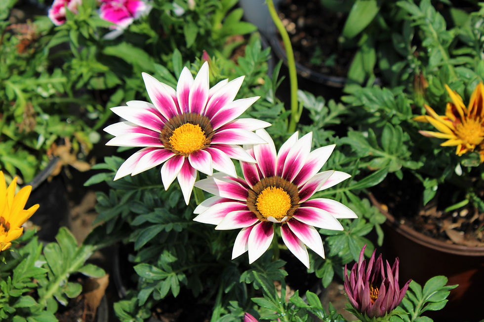 belleza en los detalles (beauty in the details), Peubla, Mexico