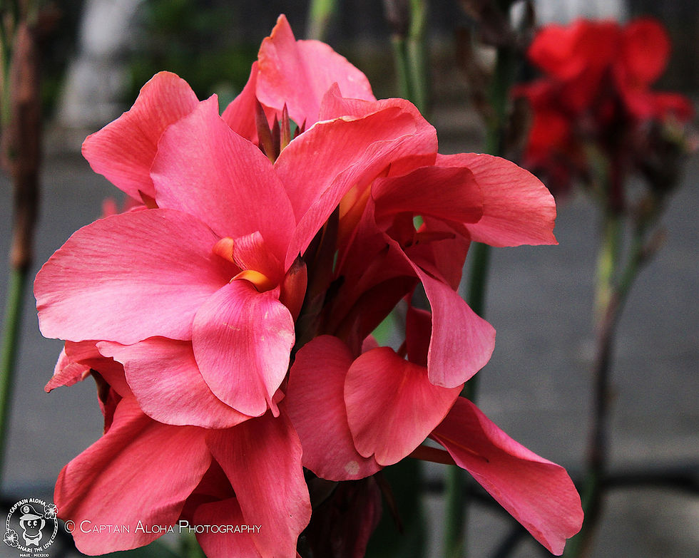 "everyday beauty", Guadalajara, Jalisco, Mexico