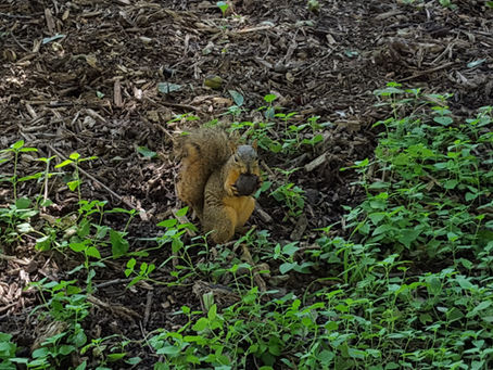 1 Timothy 5 - Instructions for the Church