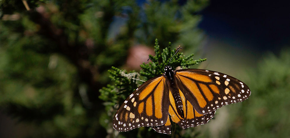 A monarch suns its wings on a pine branch.