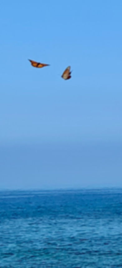 Monarch butterflies fly above the shoreline. Photo by J. Stagg.