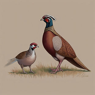 pheasant and chukar partridge .jpg