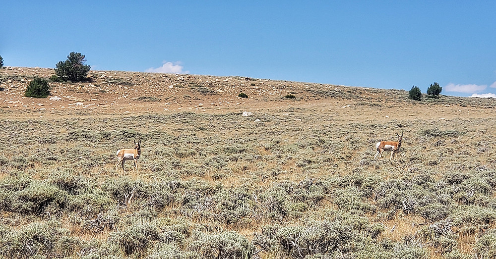 pronghorn antelope