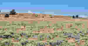 pronghorn antelope