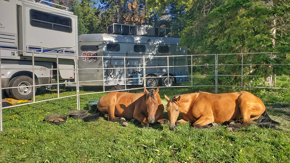 Shyla and Takoda napping in the sun