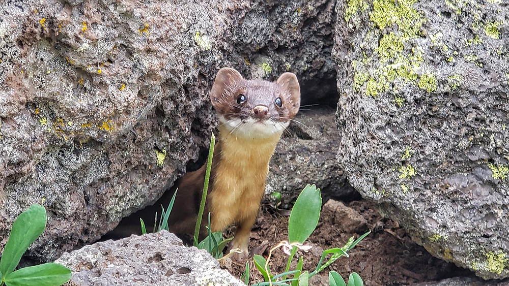 curious weasel
