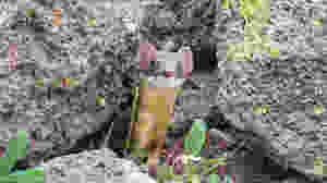 curious weasel