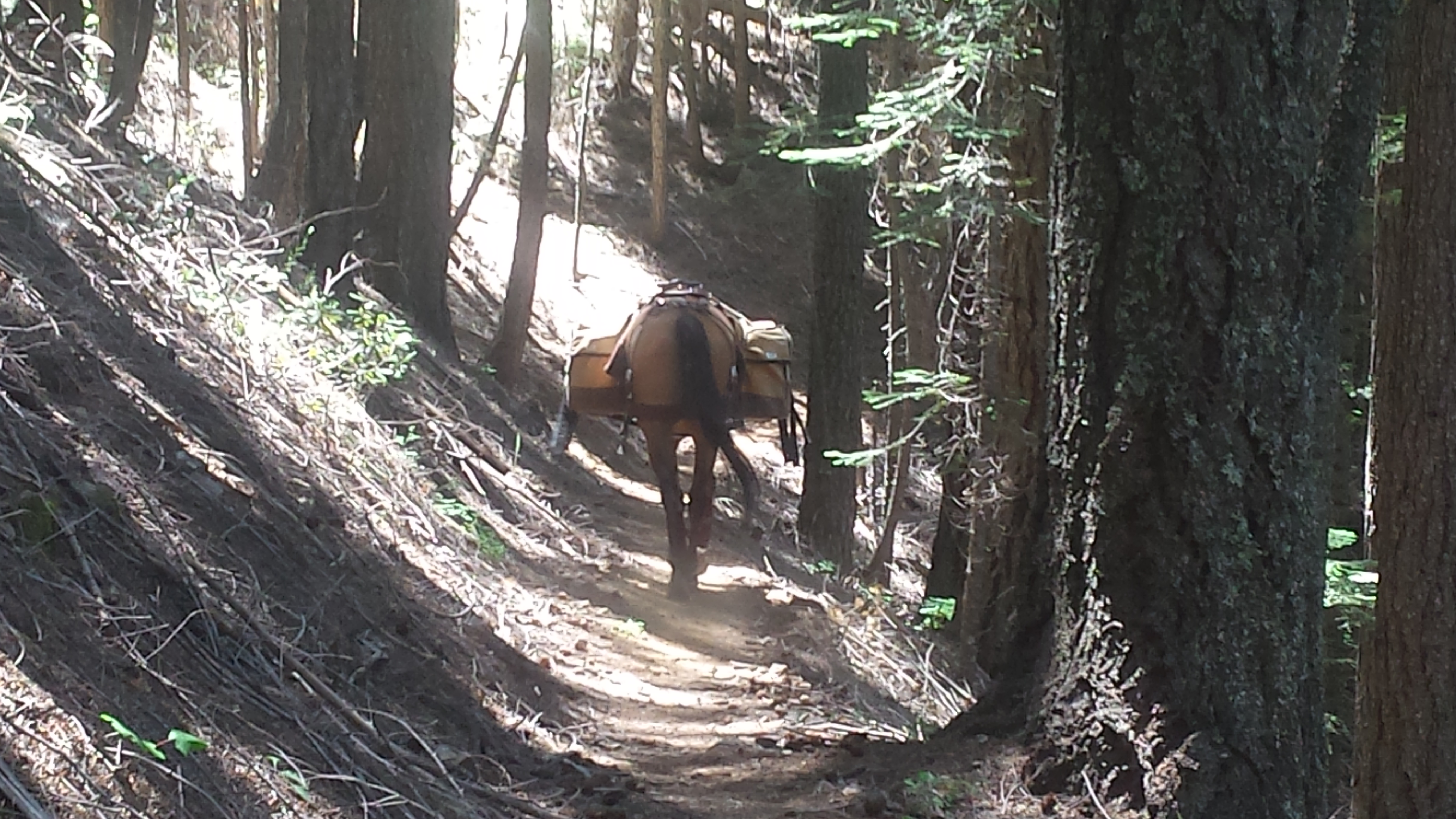Takoda leading the way