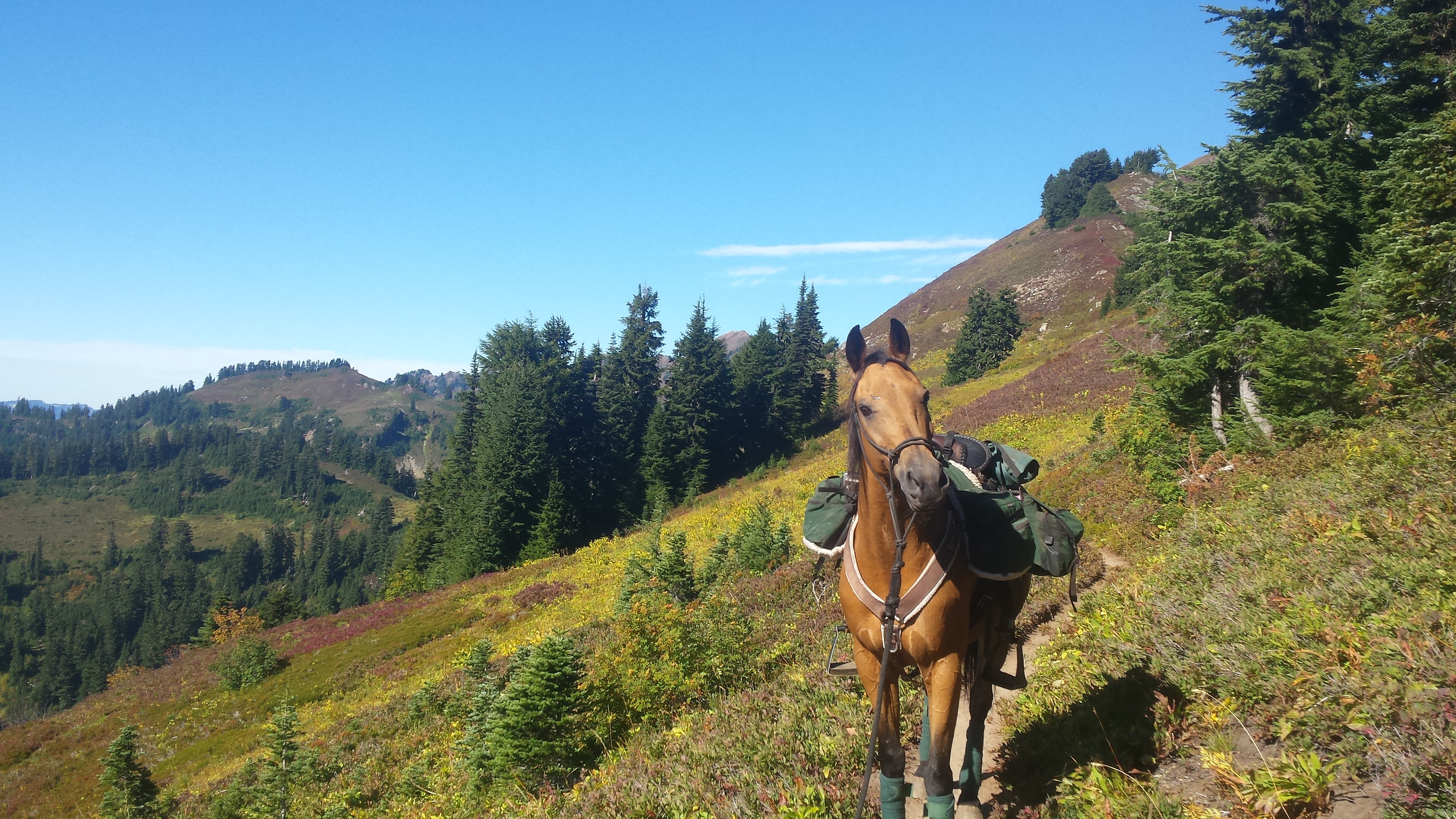 Shyla on the trail