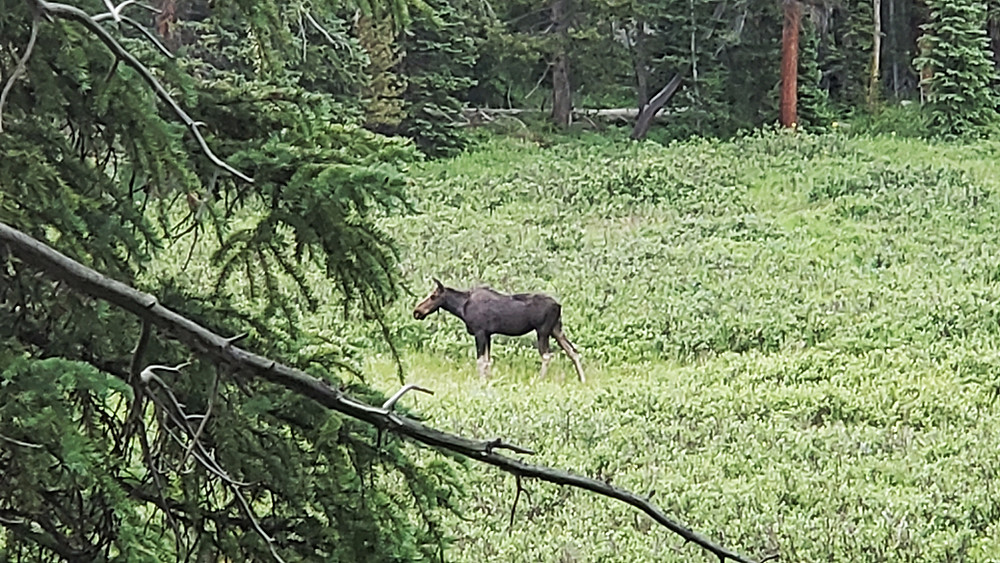 moose just south of Meadow Creek reservoir