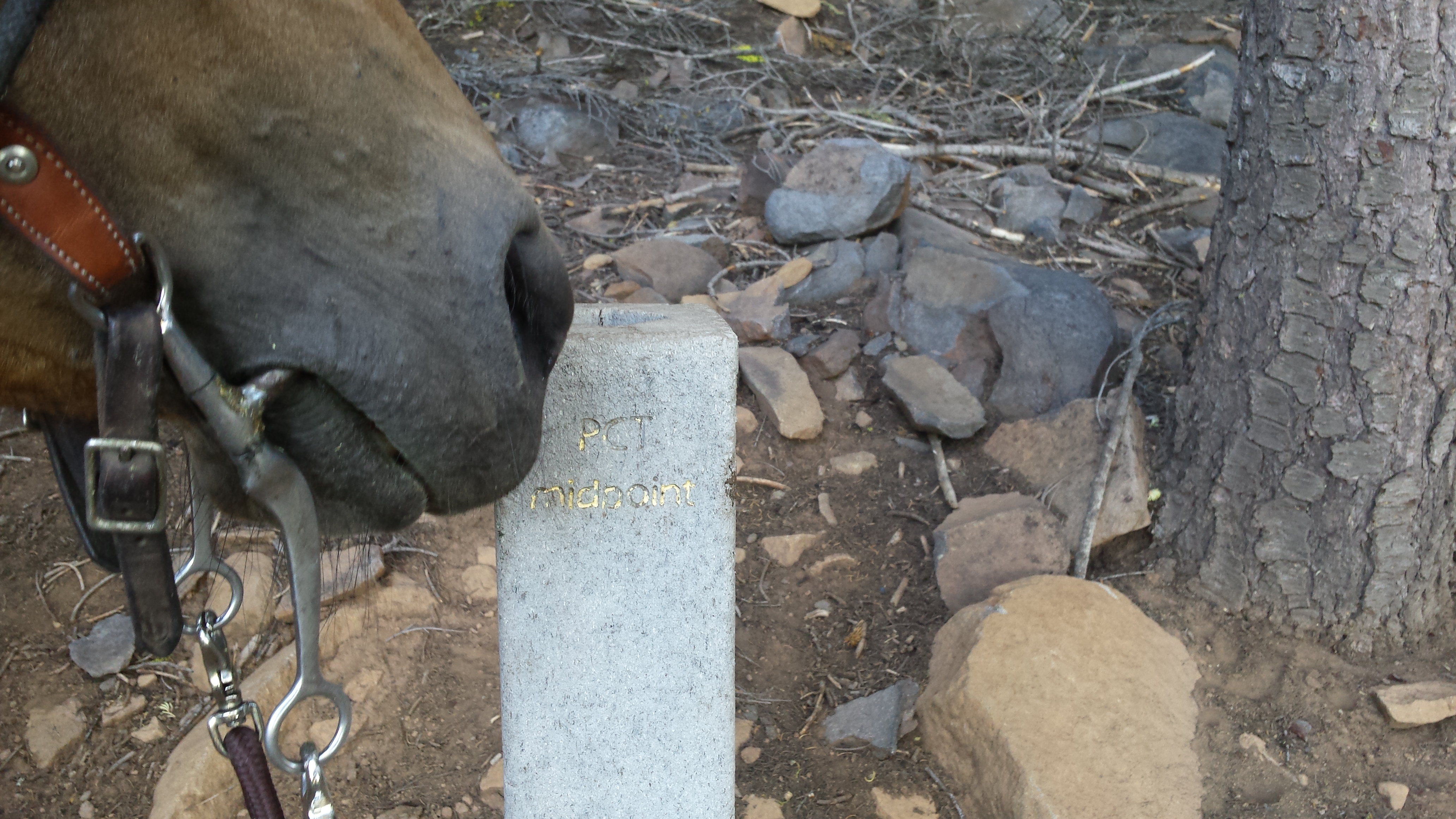 PCT midpoint