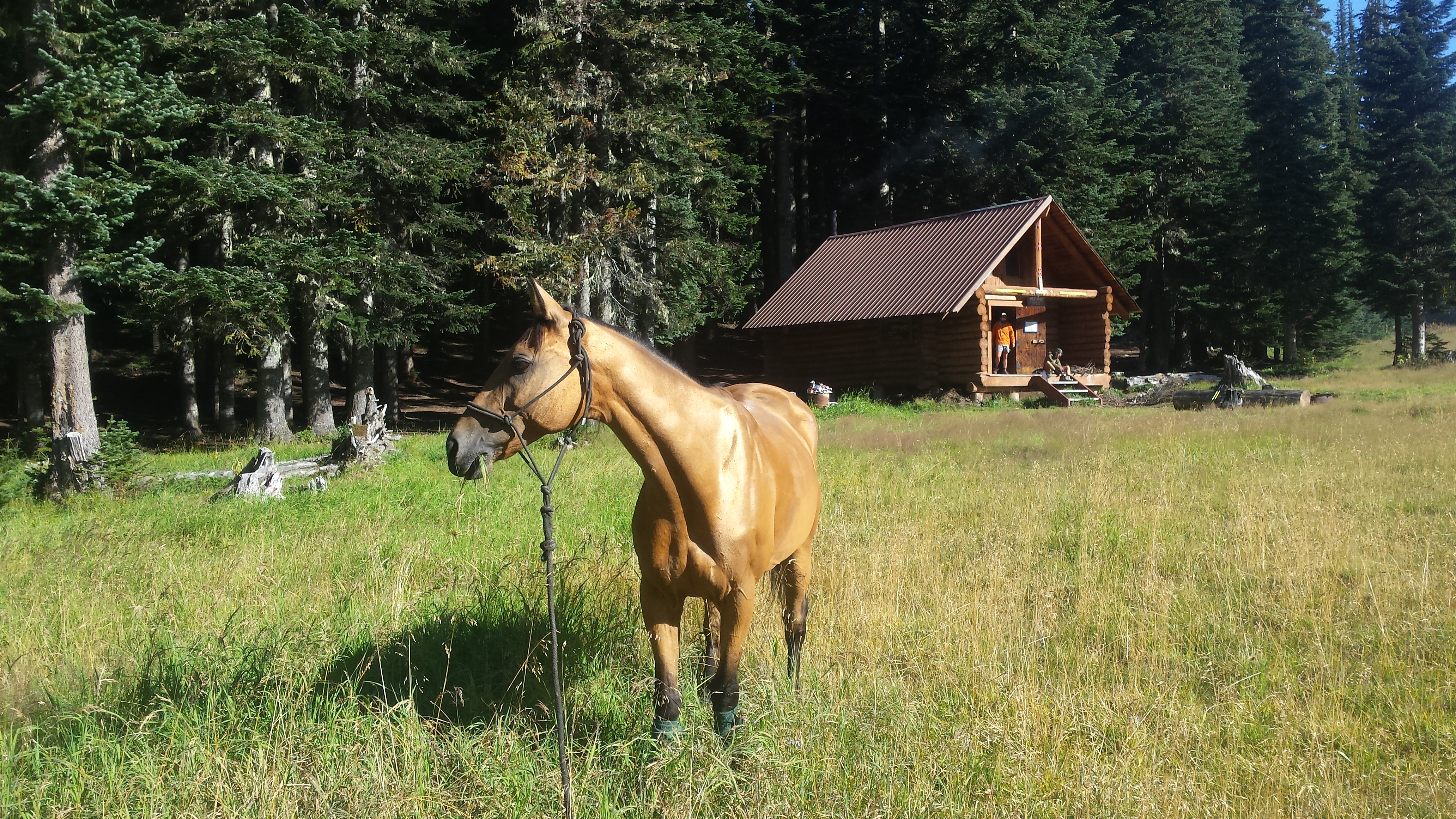 Shyla in the meadow