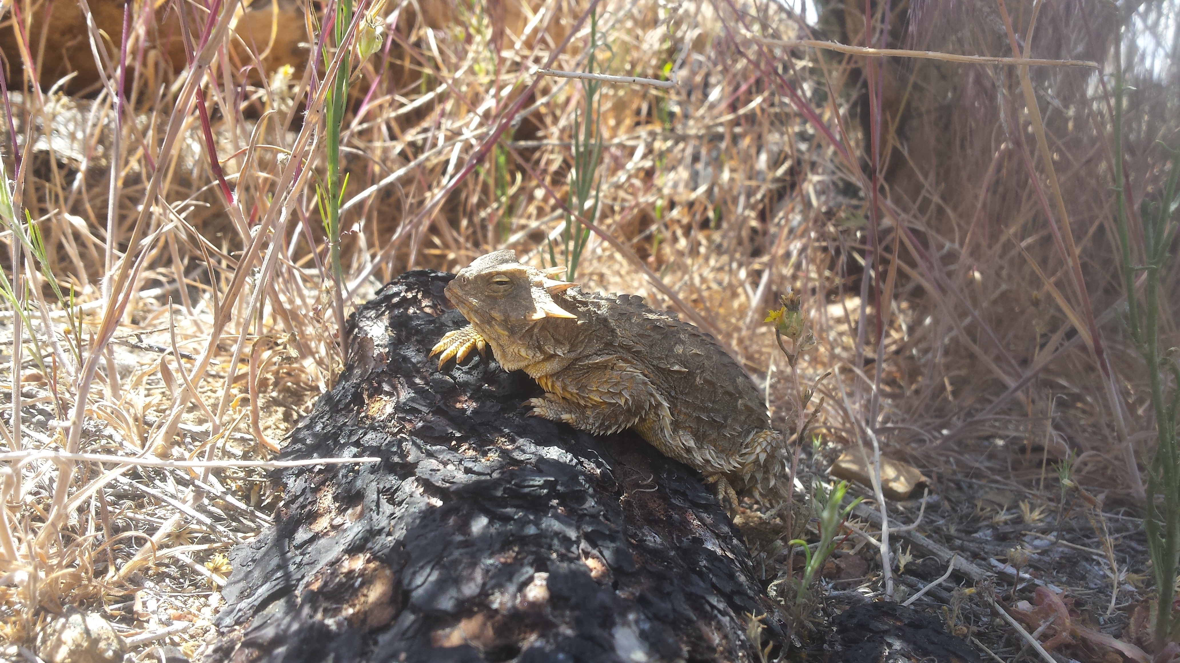 horn-toed lizard