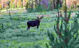 another meadow, another moose