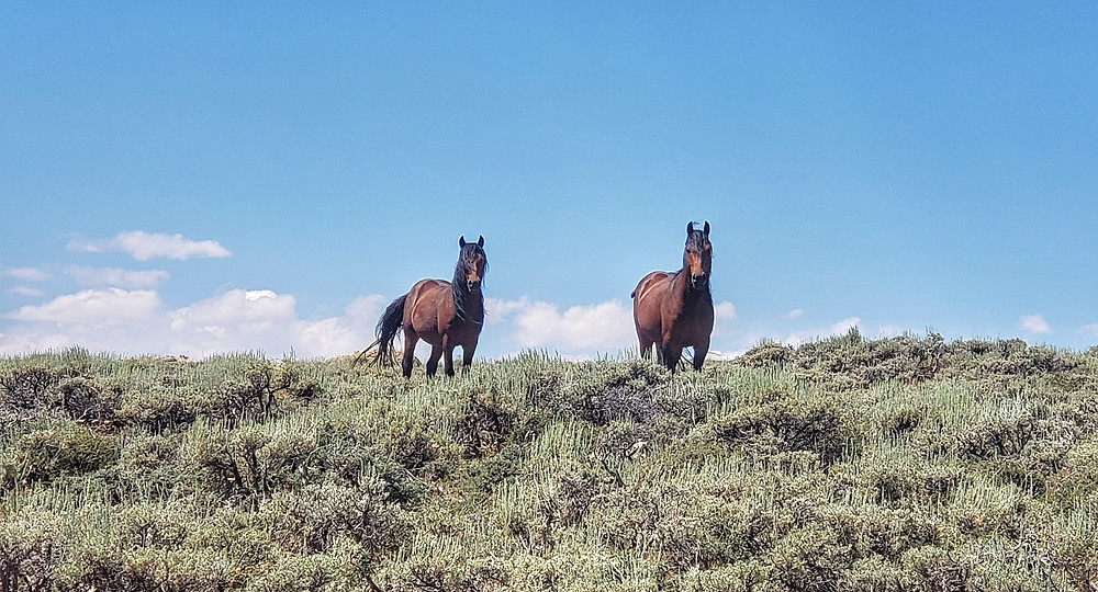 two stallions on guard