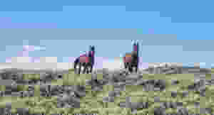 two stallions on guard