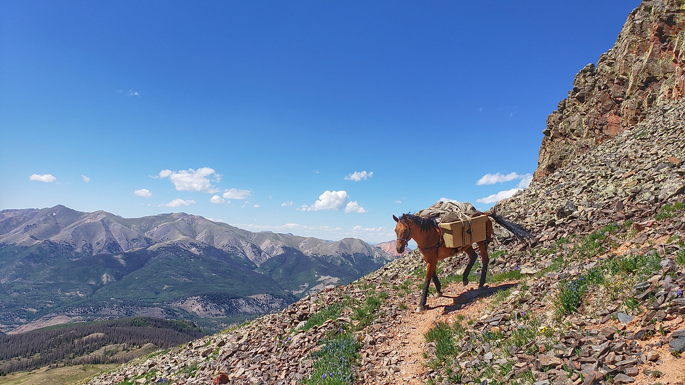 Takoda packing into the San Juan mountains