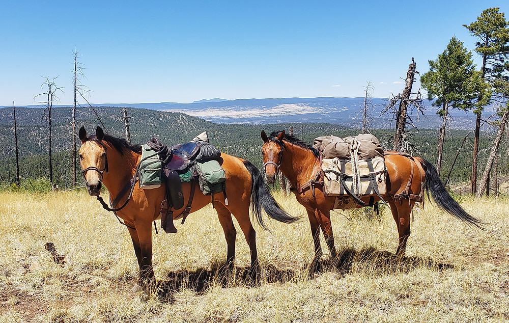 Shyla and Takoda in the Gila National Forest
