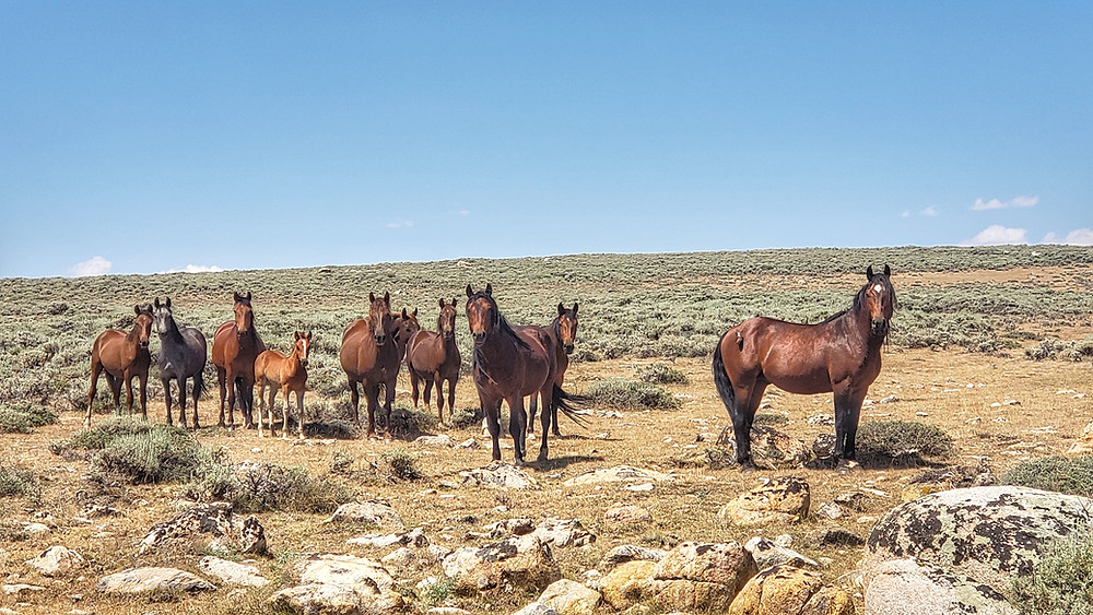Another herd