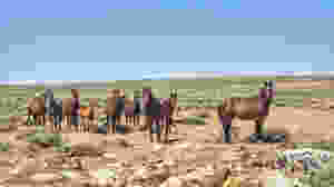 Another herd