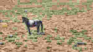 mustang stallion