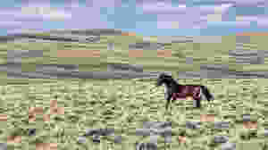 another stallion