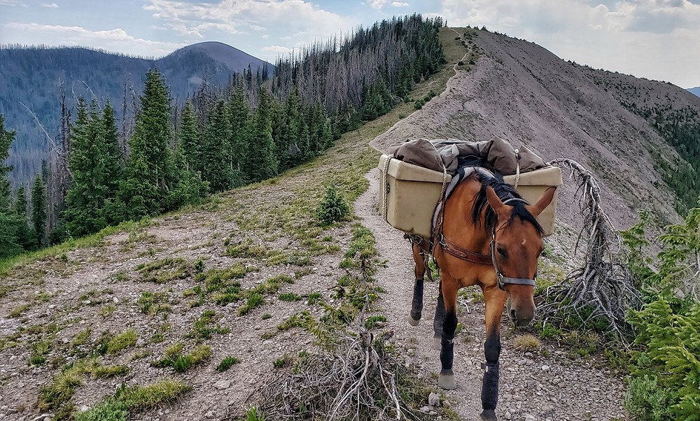 Takoda on a narrow ridge of trail