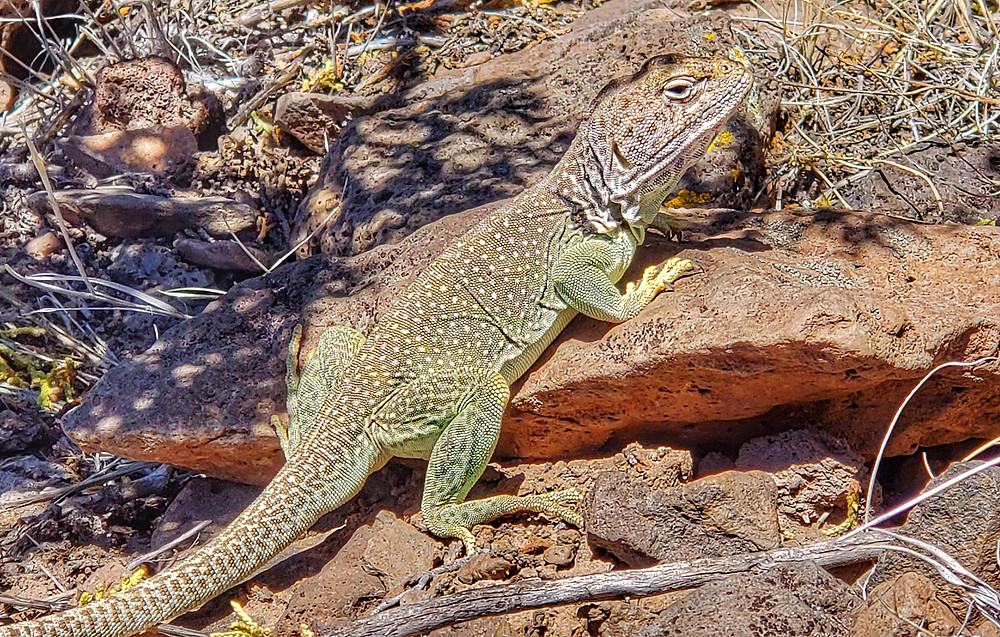 collared lizard