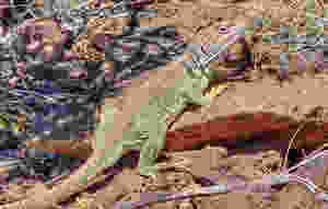 collared lizard