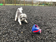 Dog Boarding Barehams