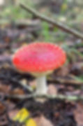 Amanita Muscaria