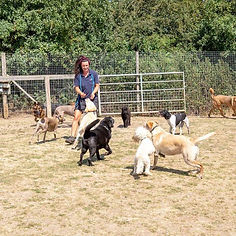 Dog Boarding Barehams