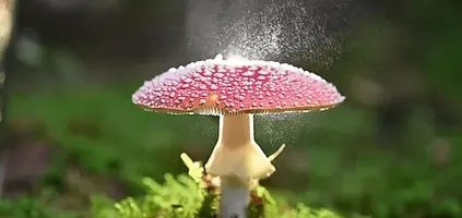 Amanita Muscaria