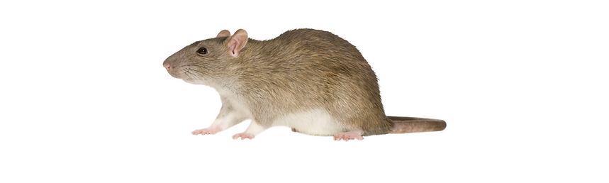 Gateway Pest Control Ltd Rat