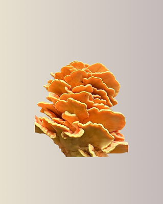 Chicken of the Woods