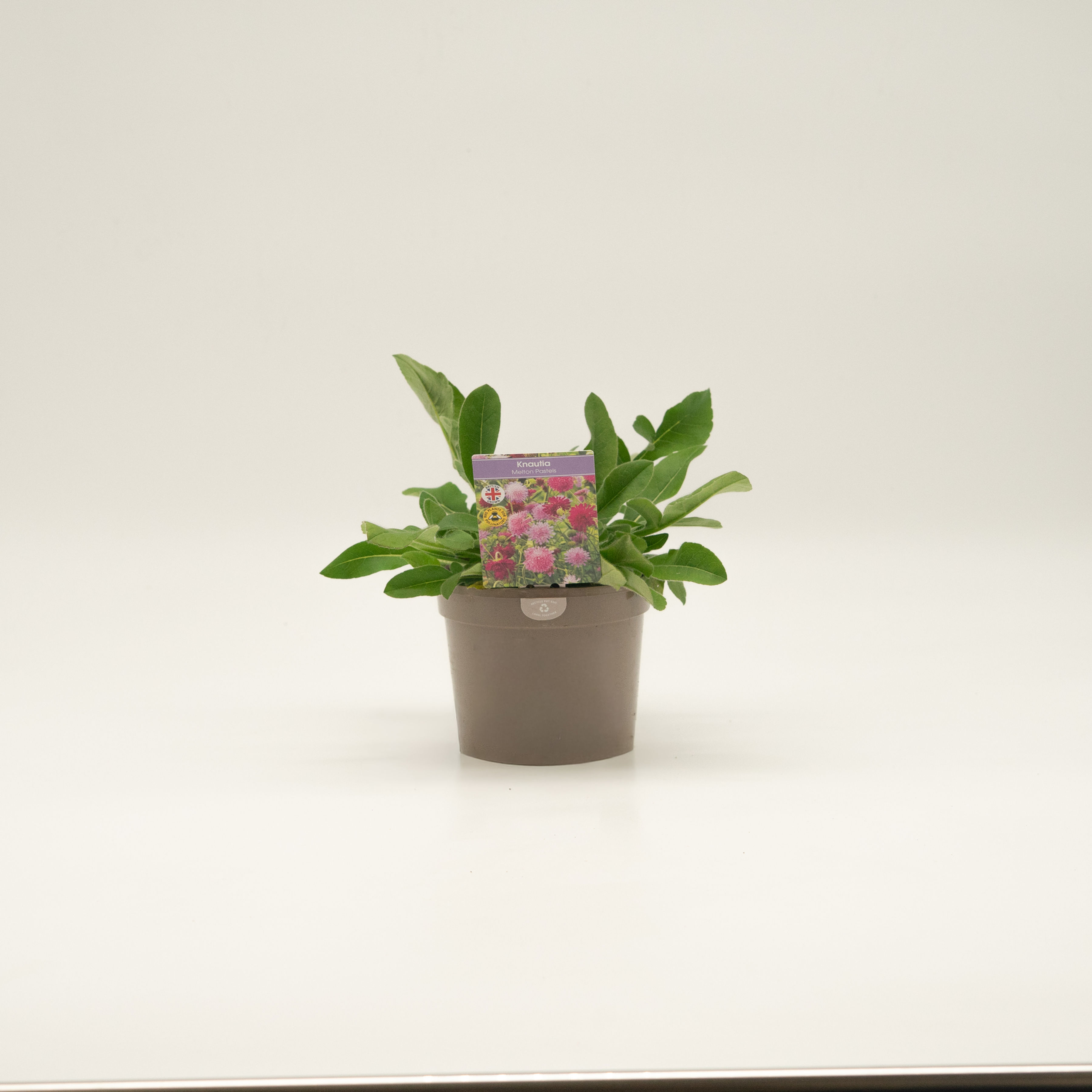 Knautia Melton Pastels