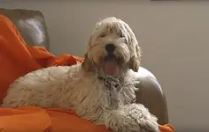 Puppy and Small Day Care