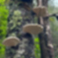 Birch Polypore