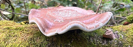 Birch Polypore