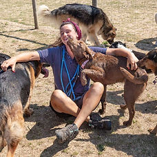 Dog Boarding Barehams