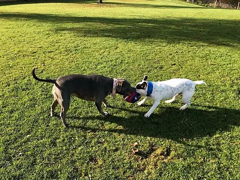 Dog Boarding Barehams