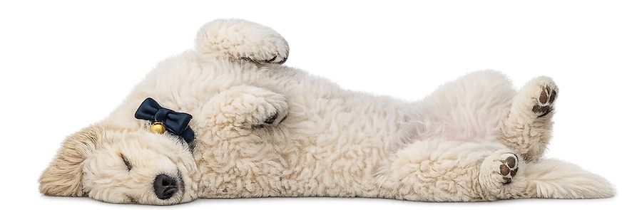 Dog Boarding Barehams