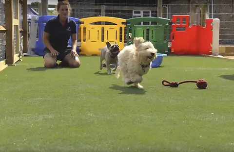 Dog Boarding Barehams