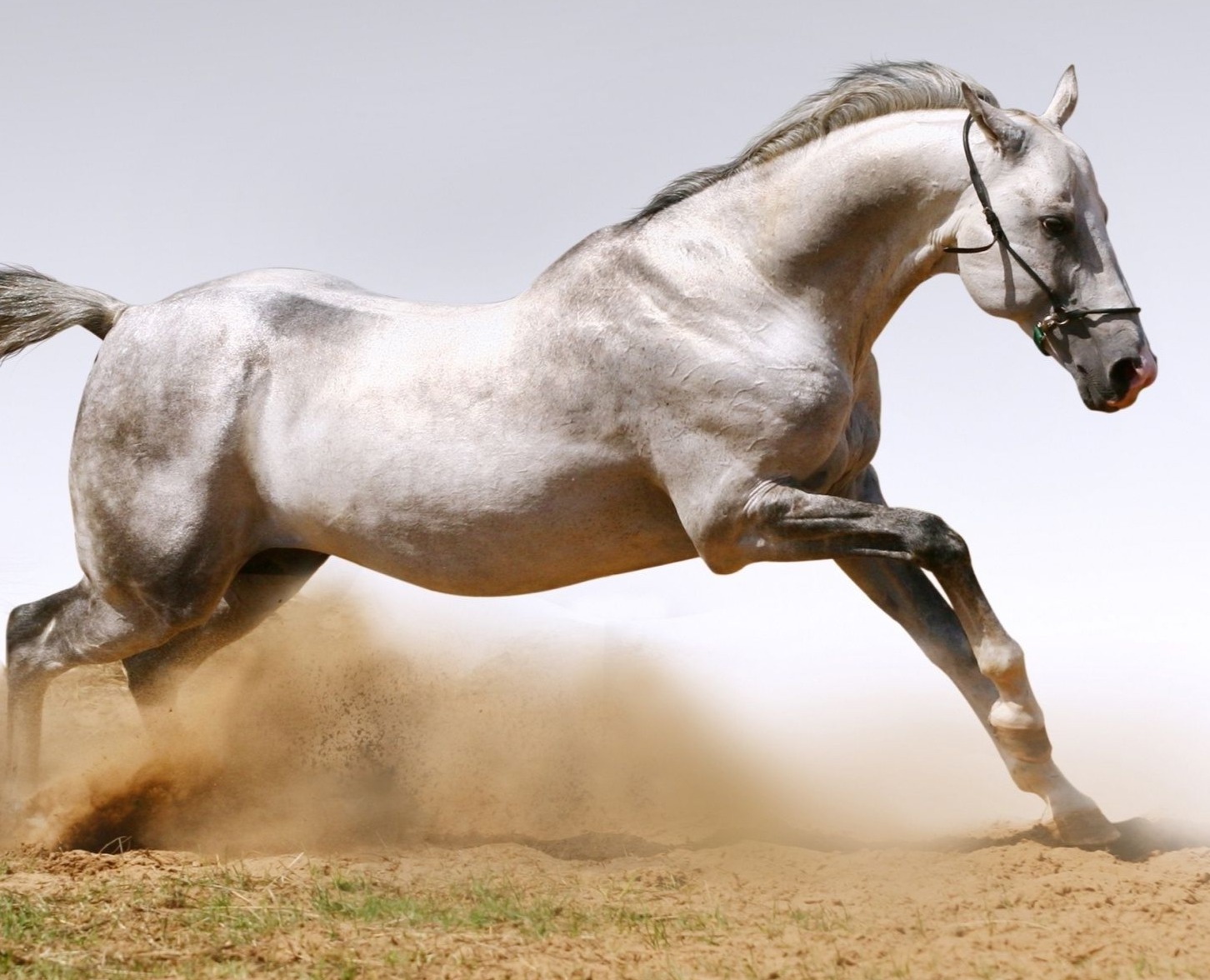 Luna Equine Massage